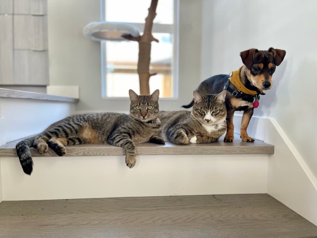 (My pets are not actually part of my portfolio, but they're pretty cute)